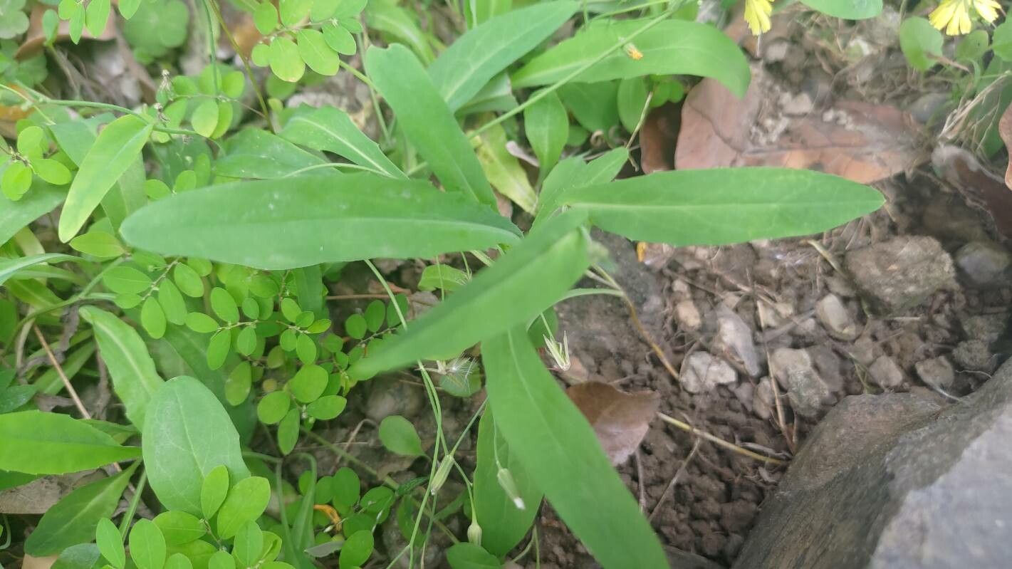 Ixeris chinensis — related species from the same genus