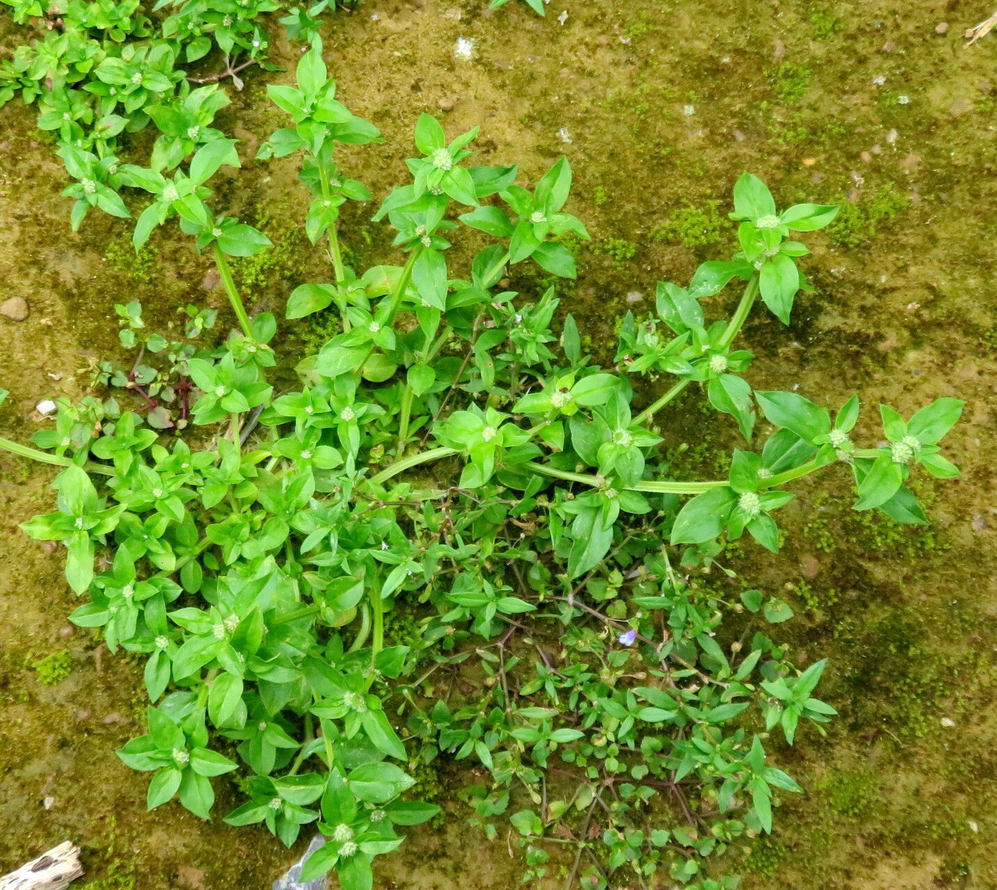 Spermacoce exilis habit