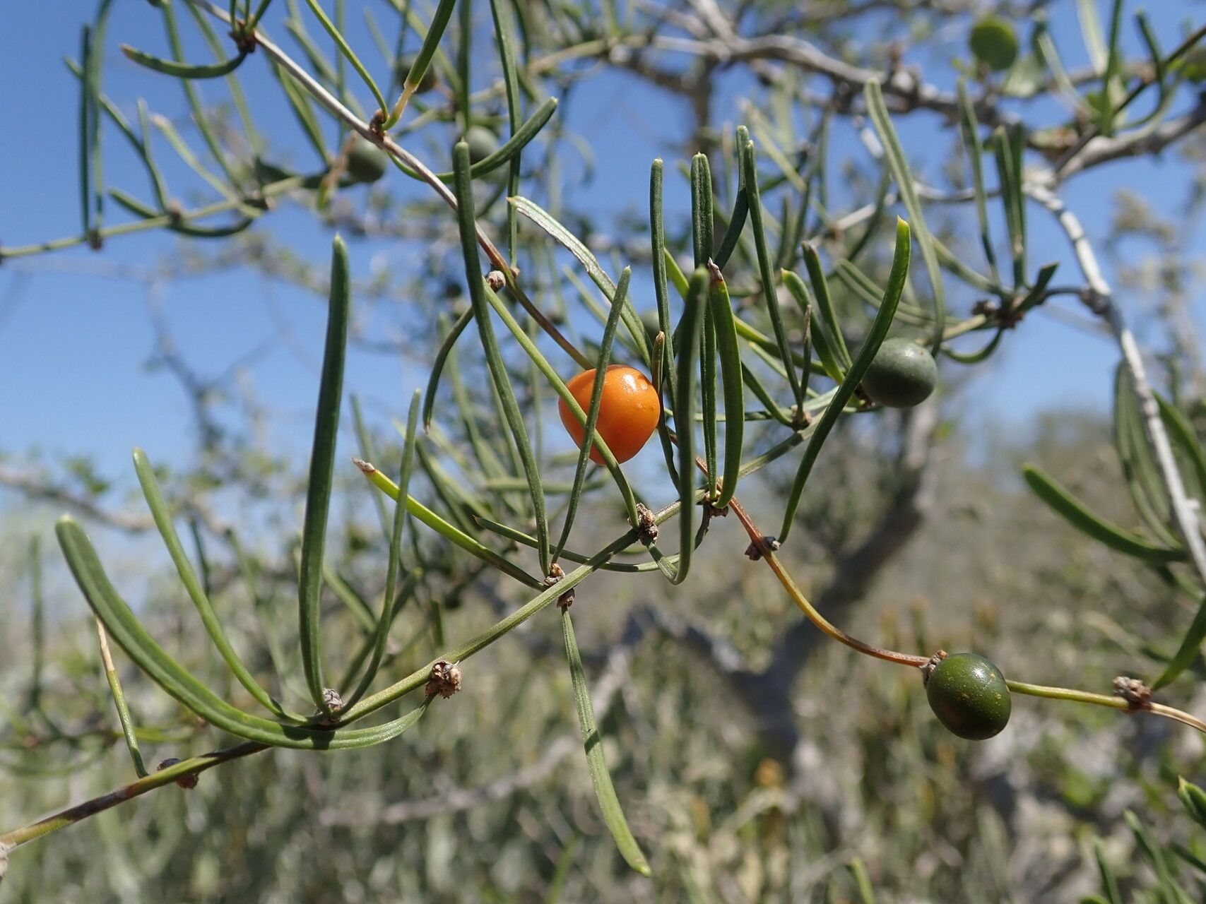 Asparagus calcicola fruit