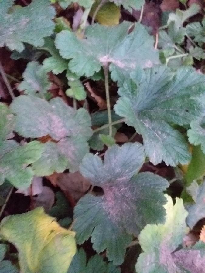 Waldsteinia geoides leaf