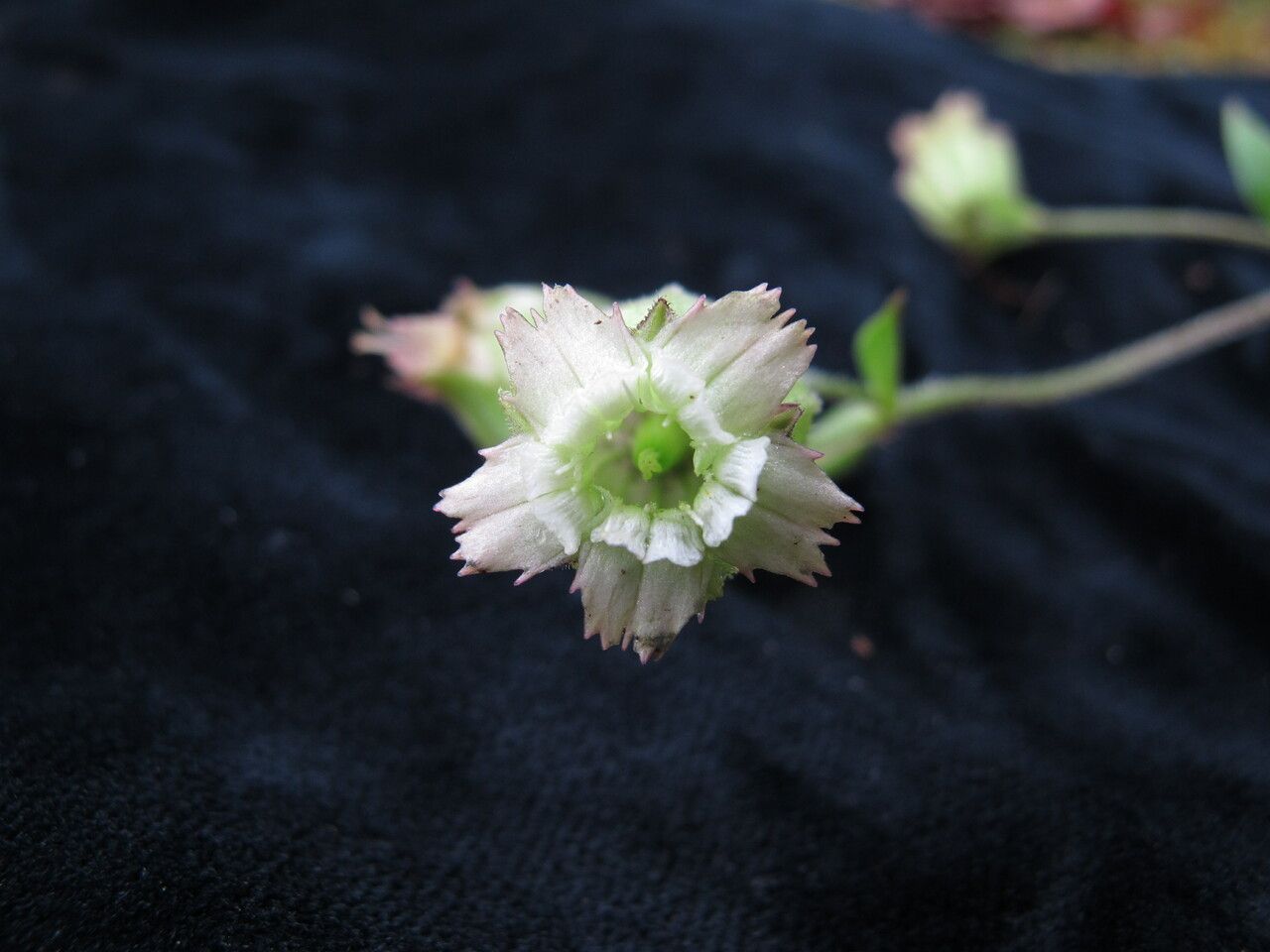 Silene indica — houseplant care guide