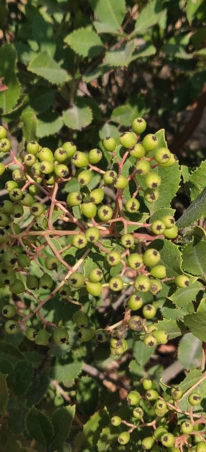 Rhamnus ilicifolia fruit