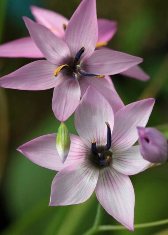 Geissorhiza erosa — related species from the same genus