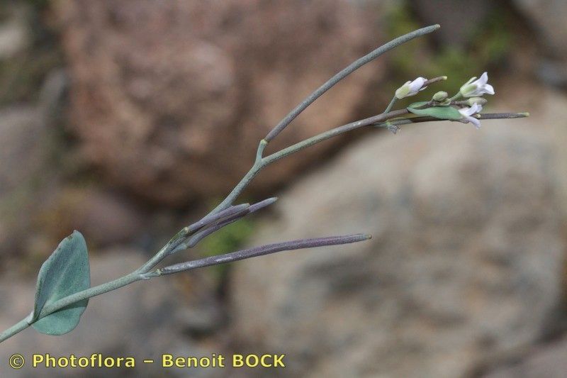 Arabis conringioides — houseplant care guide