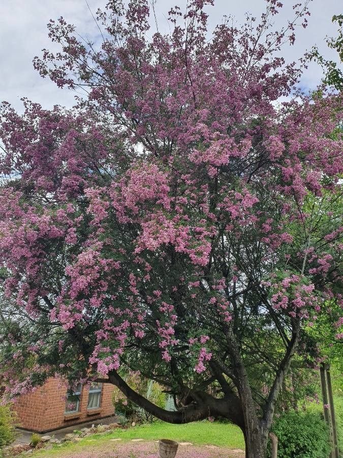 Virgilia oroboides habit