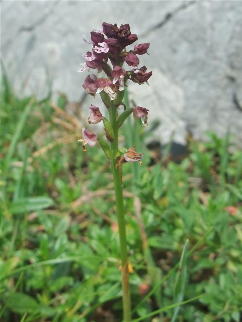 Neotinea ustulata fruit