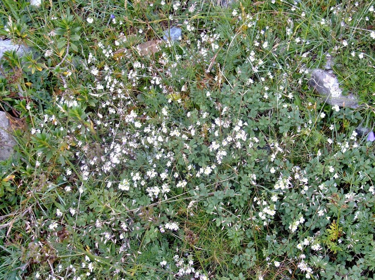 Euphrasia picta habit