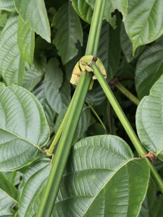 Uncaria macrophylla bark