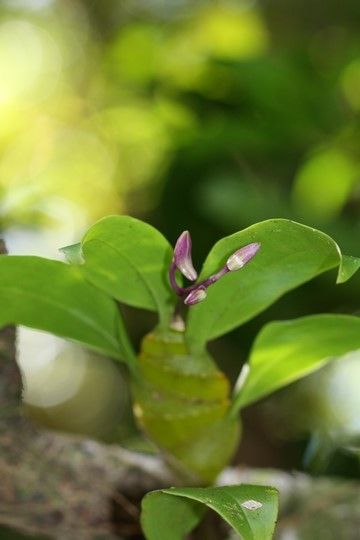 Dendrobium camptocentrum habit