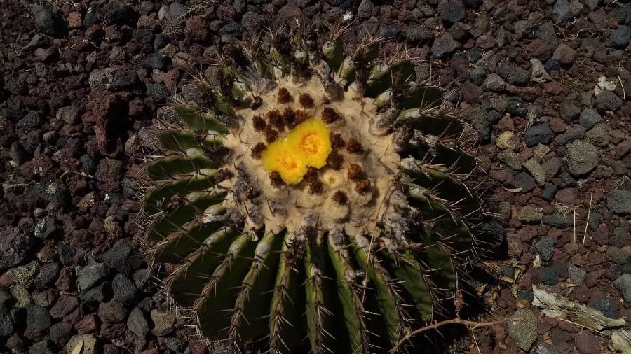 Ferocactus pottsii flower