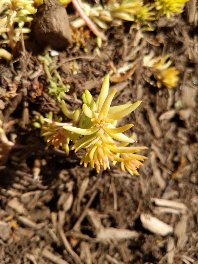 Sedum stenopetalum — houseplant care guide