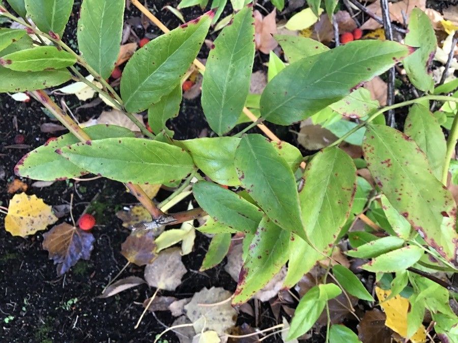 Leucothoe axillaris — related species from the same genus