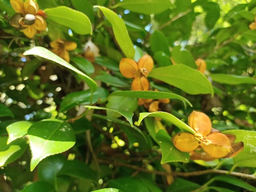 Melodorum fruticosum — search result for 'Annonaceae'