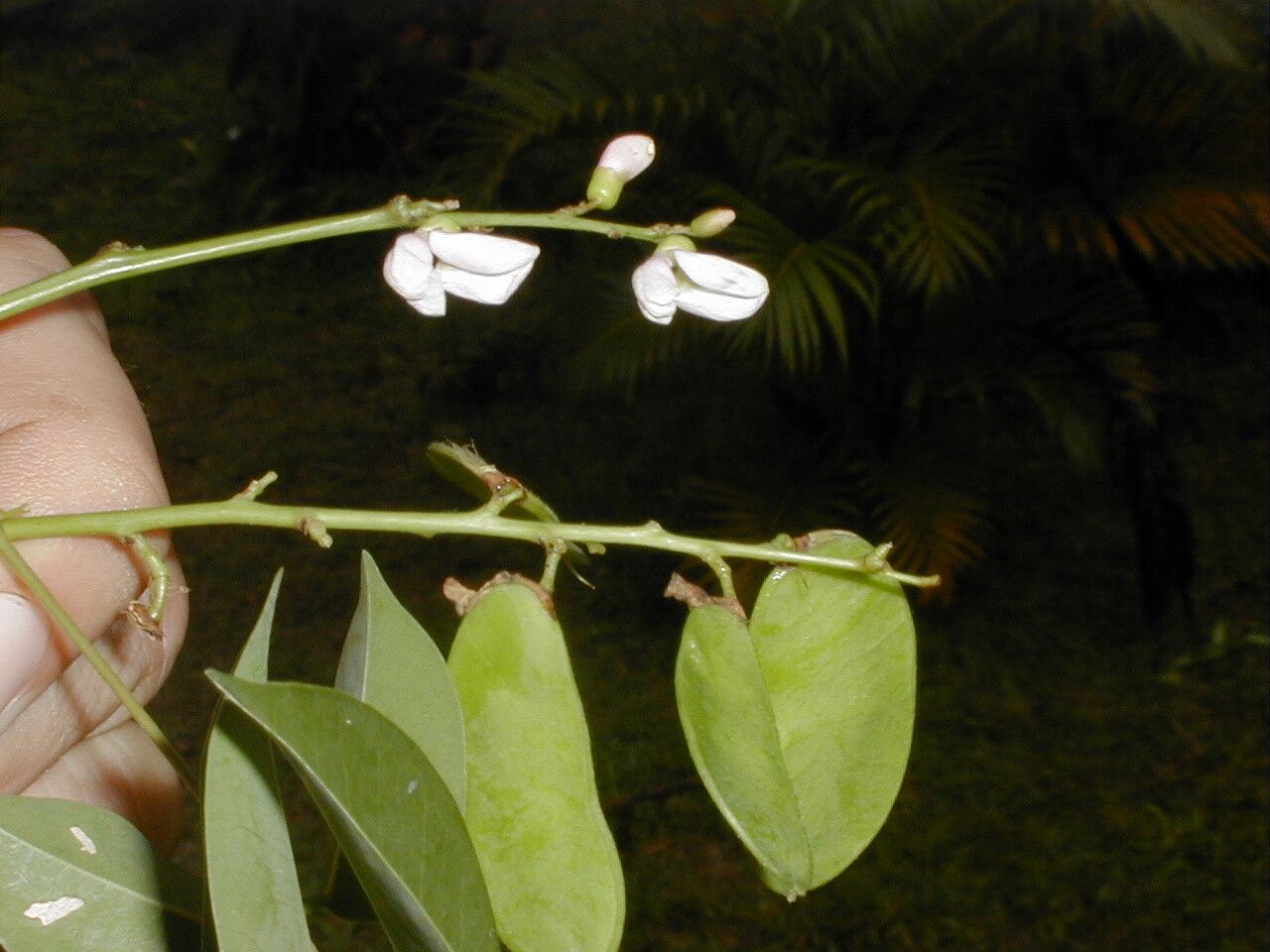 Grona adscendens fruit