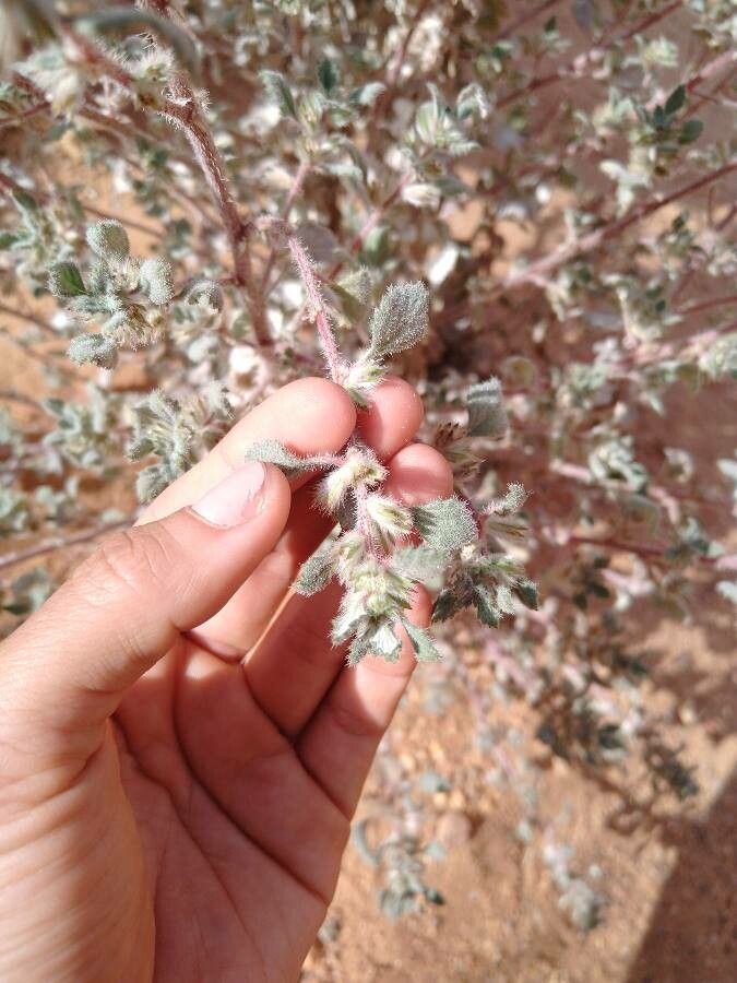 Forsskaolea tenacissima flower