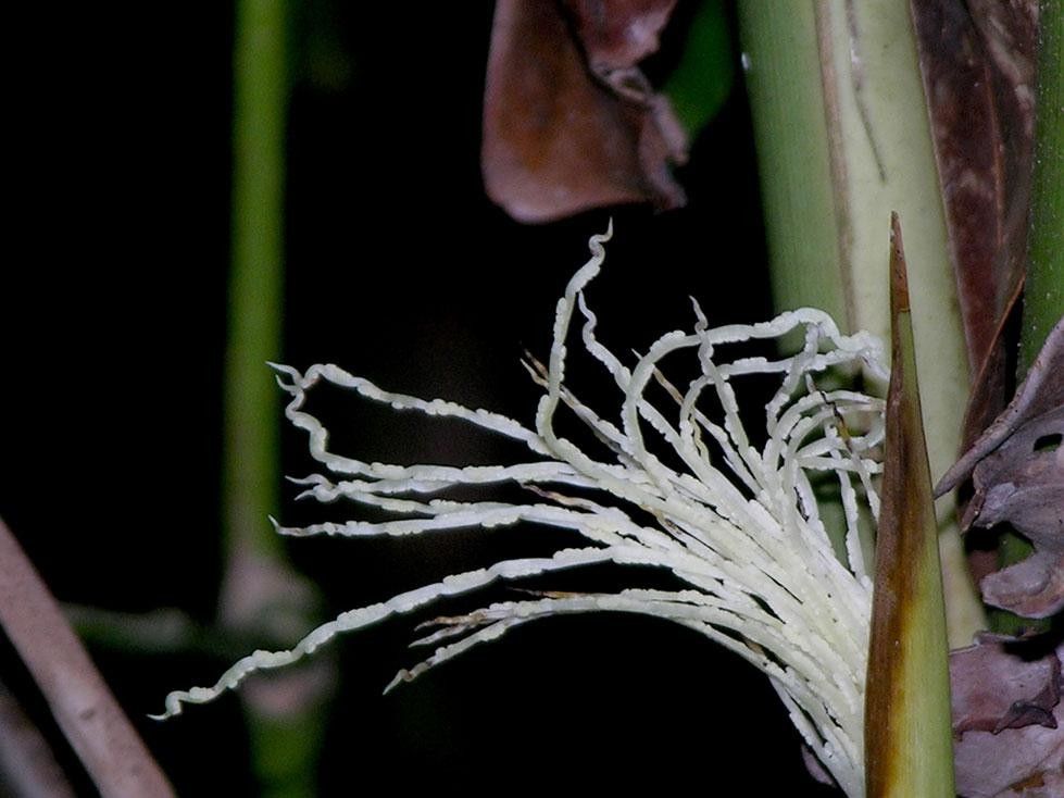 Synechanthus fibrosus fruit