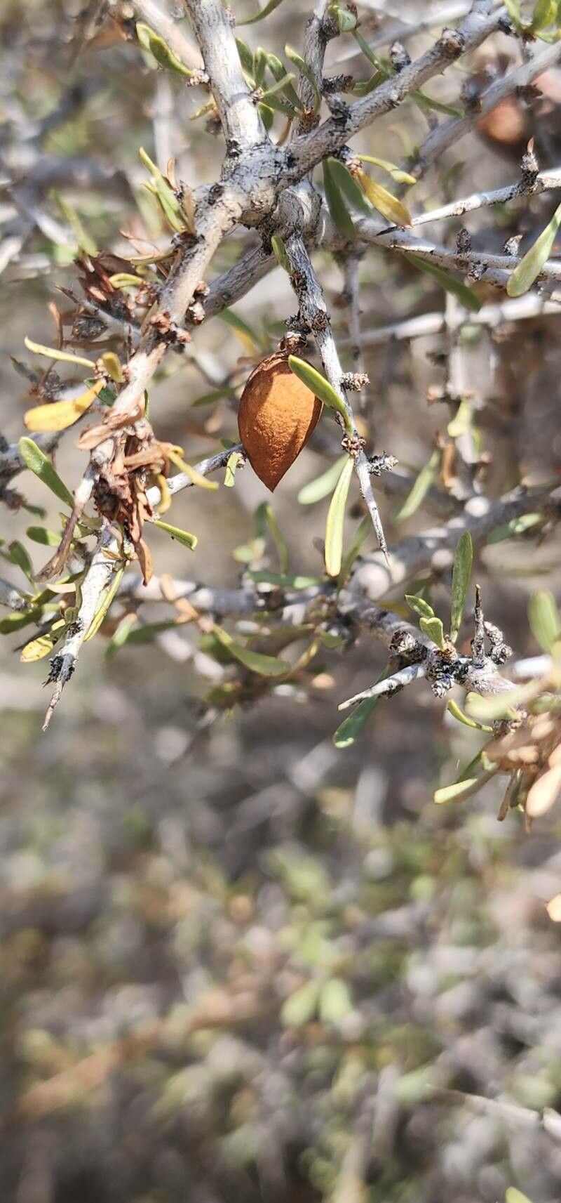 Prunus eburnea fruit