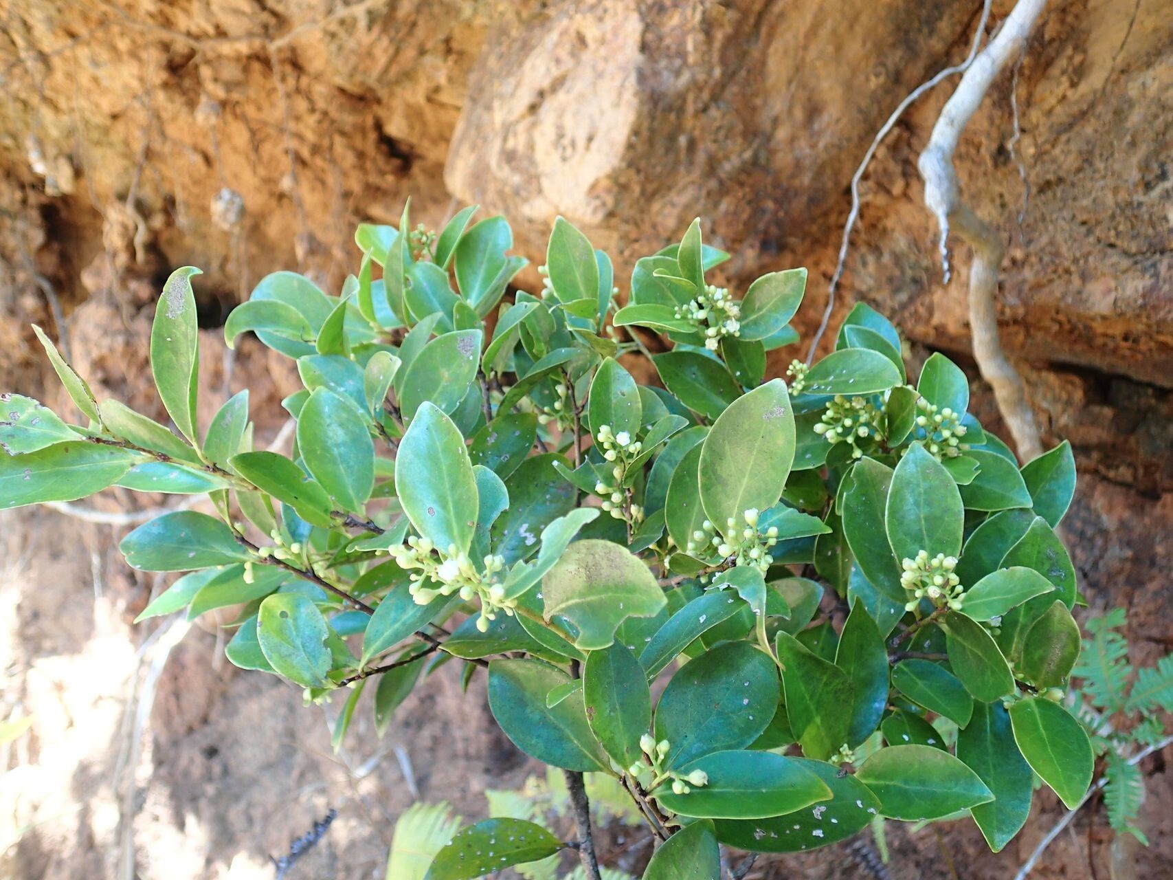 Hunga myrsinoides habit