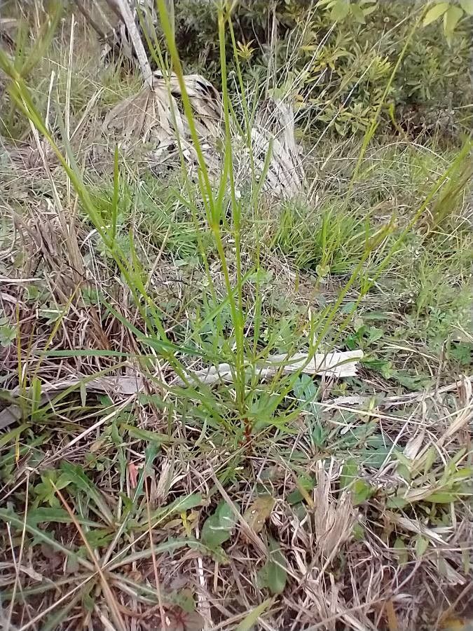Coreopsis leavenworthii