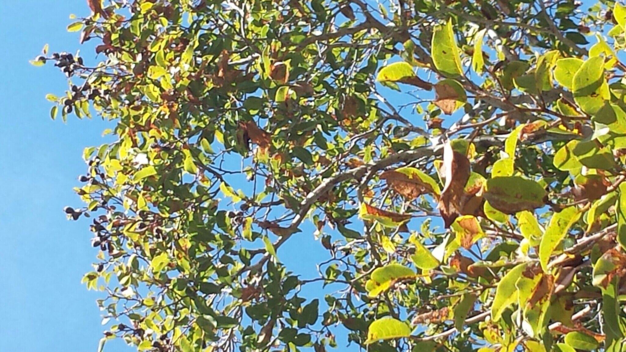 Leptolaena arenaria — houseplant care guide