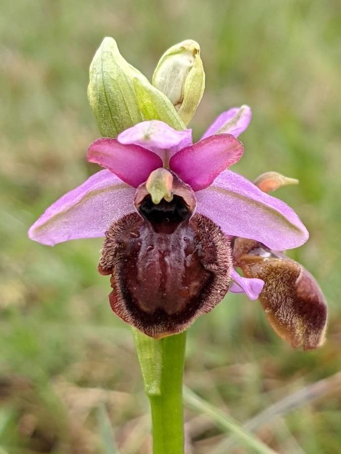 Ophrys aveyronensis flower