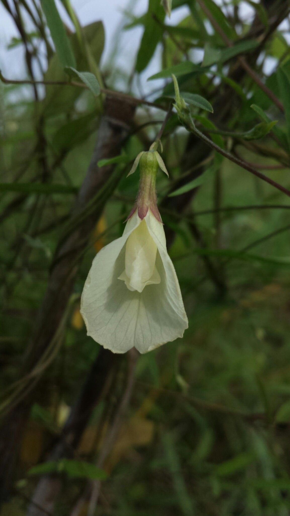 Clitoria heterophylla flower