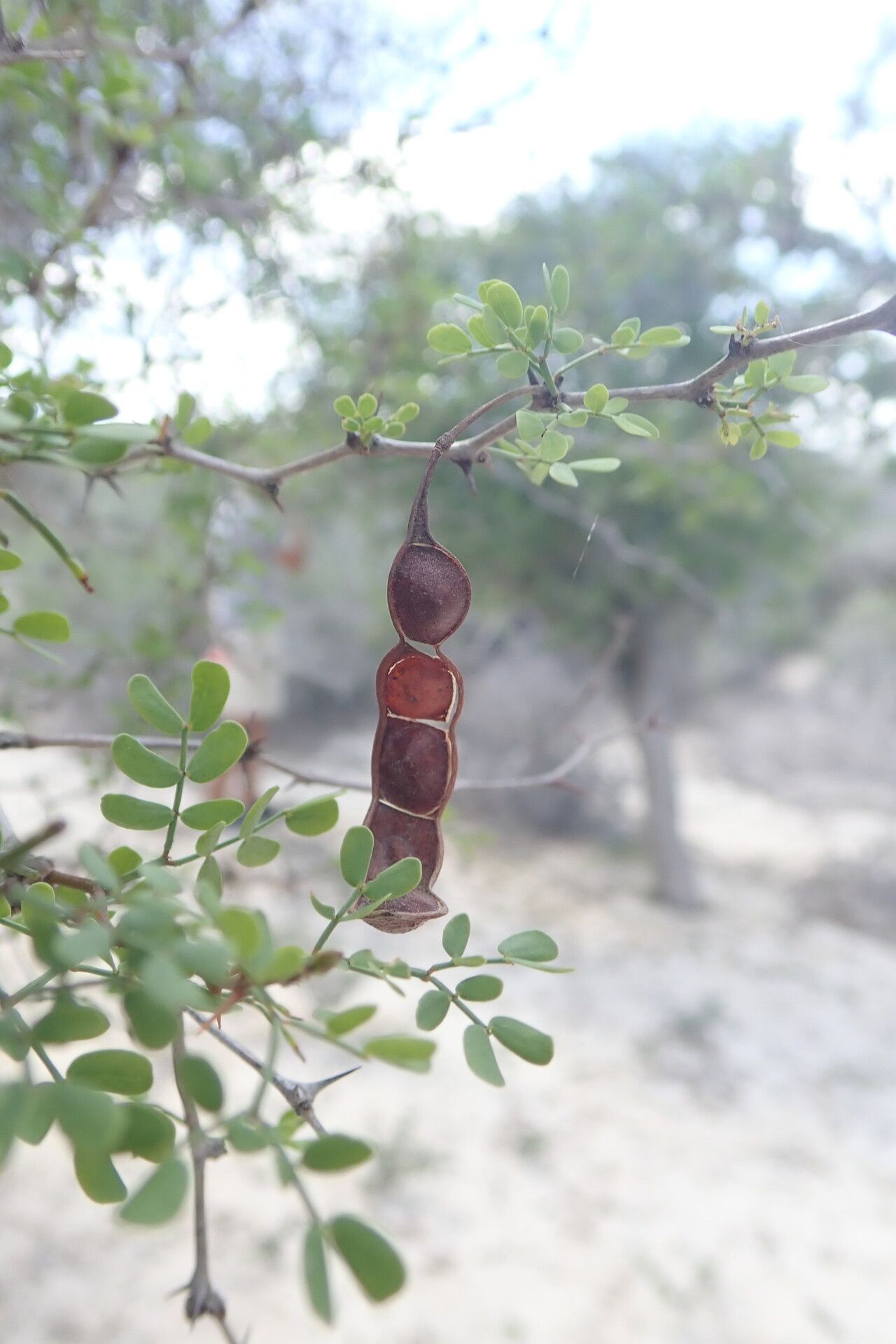 Mimosa dupuyana — search result for 'Mimosa'