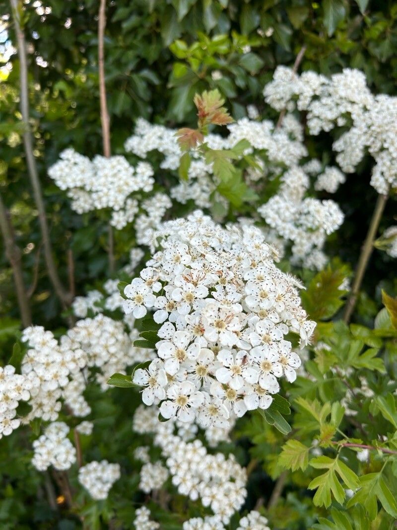 Hedlundia thuringiaca flower