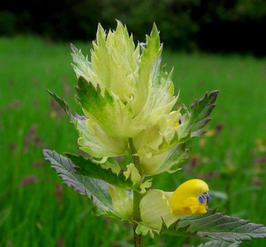 Rhinanthus pumilus flower
