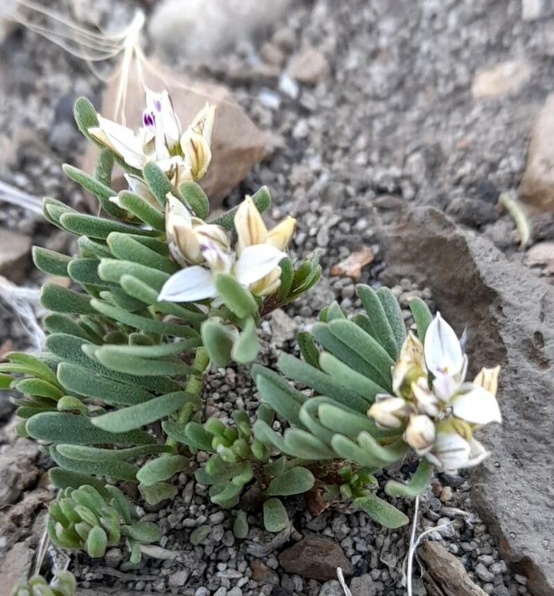 Polygala salasiana habit