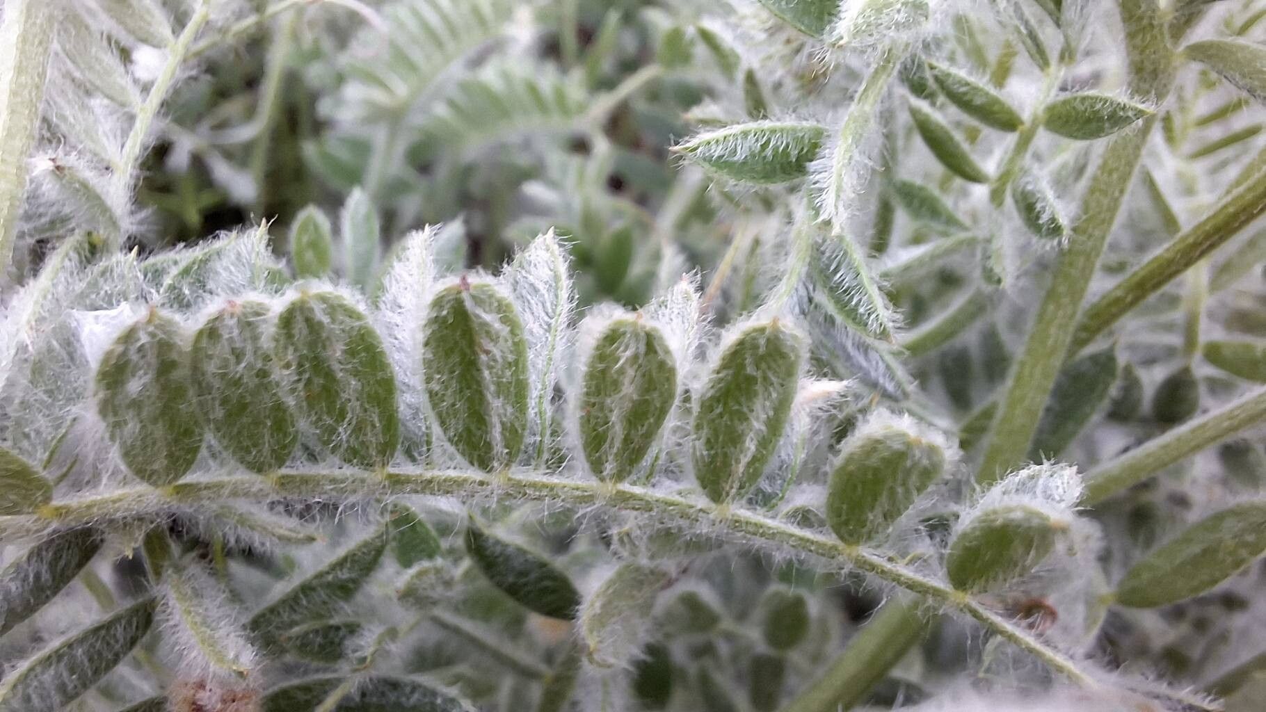 Vicia sibthorpii — houseplant care guide