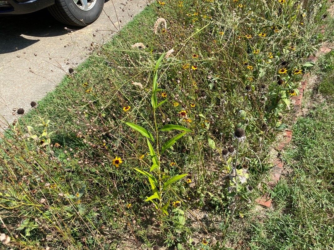 Helianthus agrestis