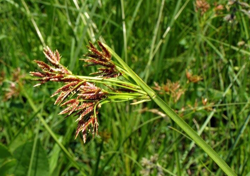 Cyperus denudatus flower
