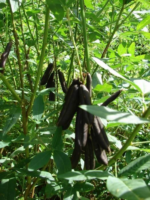 Crotalaria trichotoma fruit