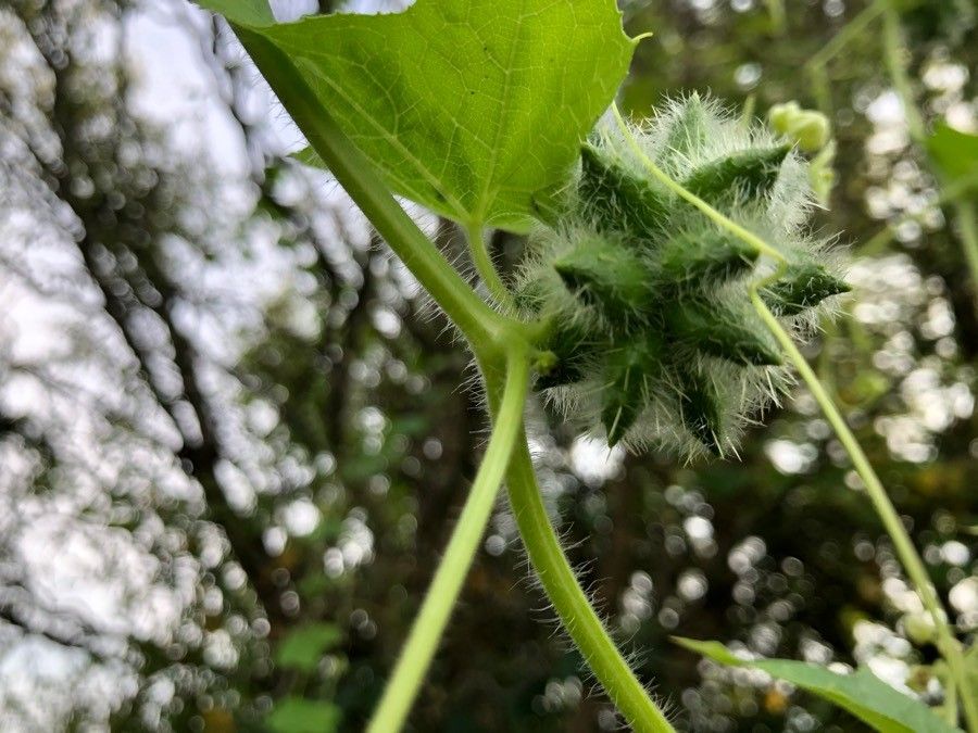 Sicyos angulata fruit
