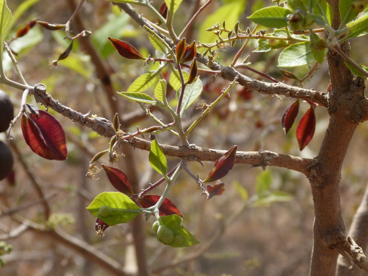 Combretum adenogonium