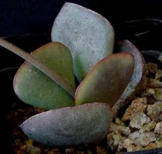 Adromischus inamoenus — houseplant care guide