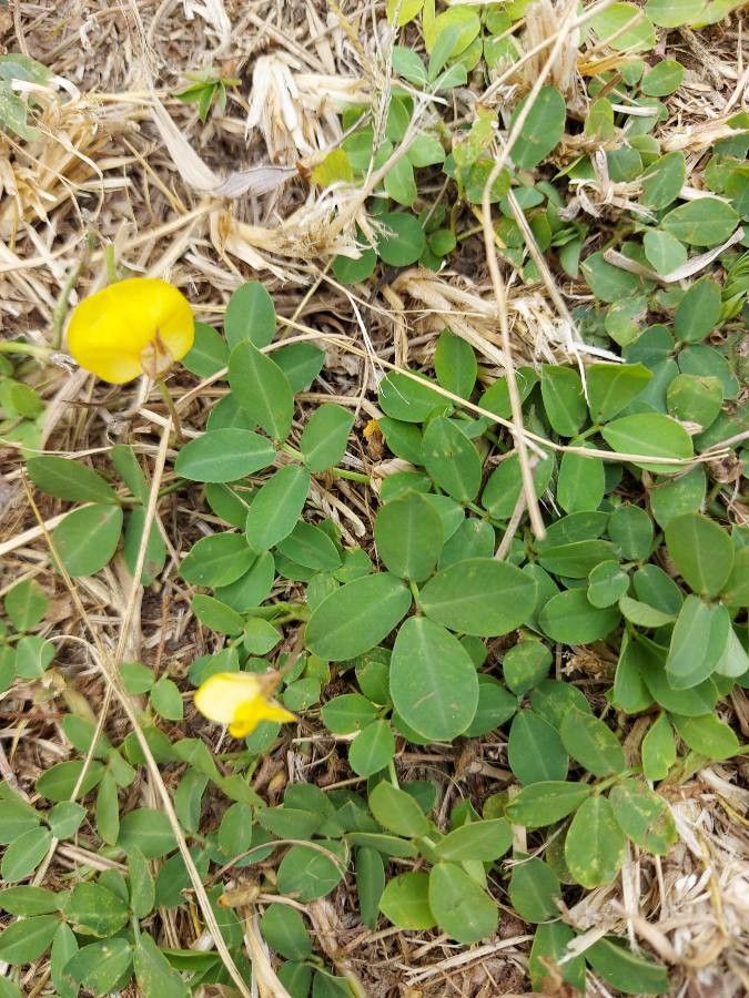 Arachis pintoi