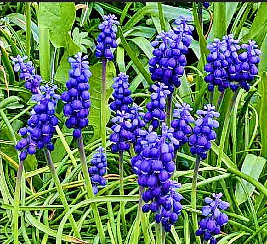 Muscarimia muscari flower