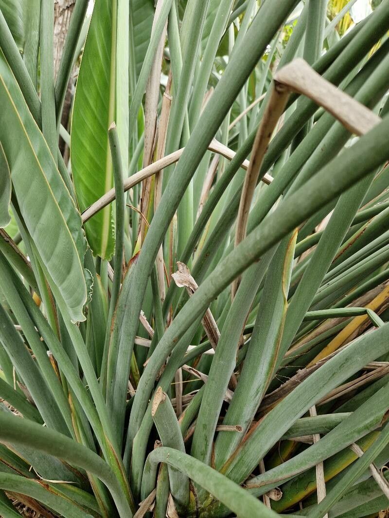 Strelitzia juncea bark