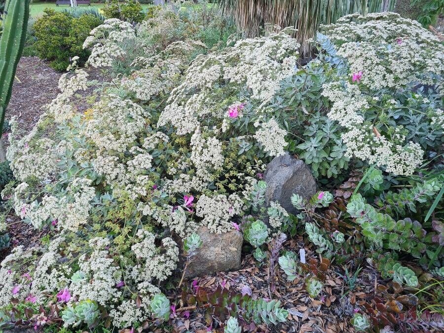 Eriogonum giganteum habit