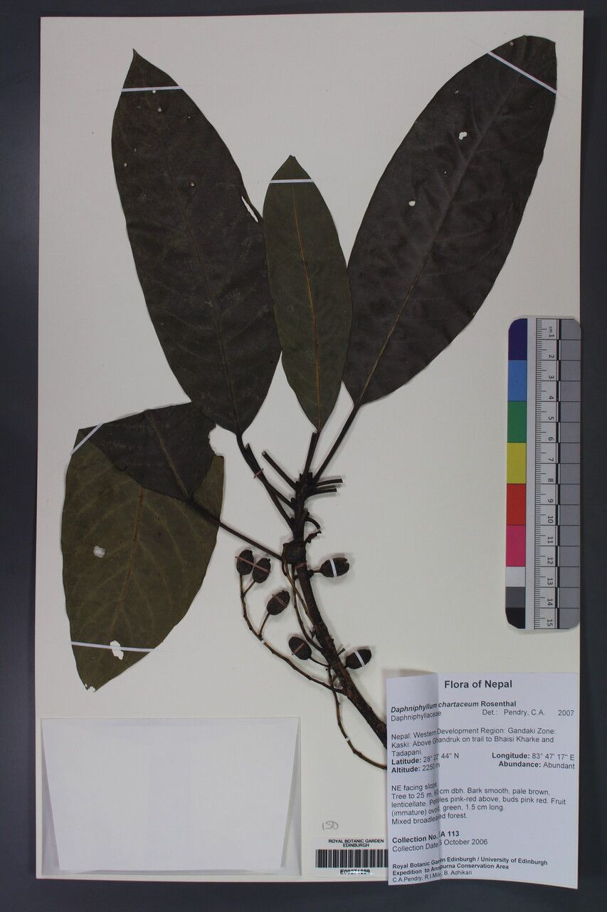 Daphniphyllum chartaceum other