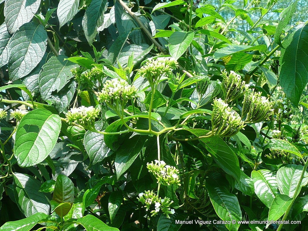Tournefortia hirsutissima flower