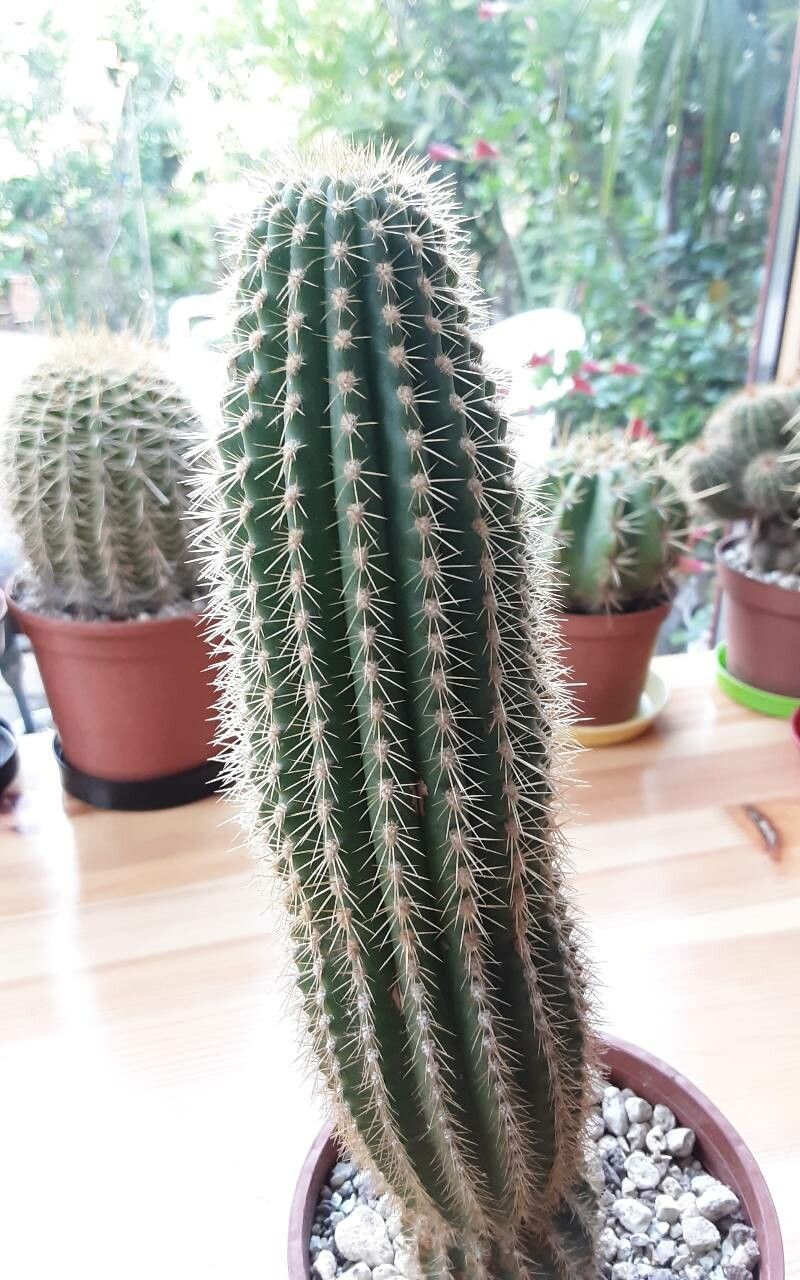 Echinopsis spachiana bark