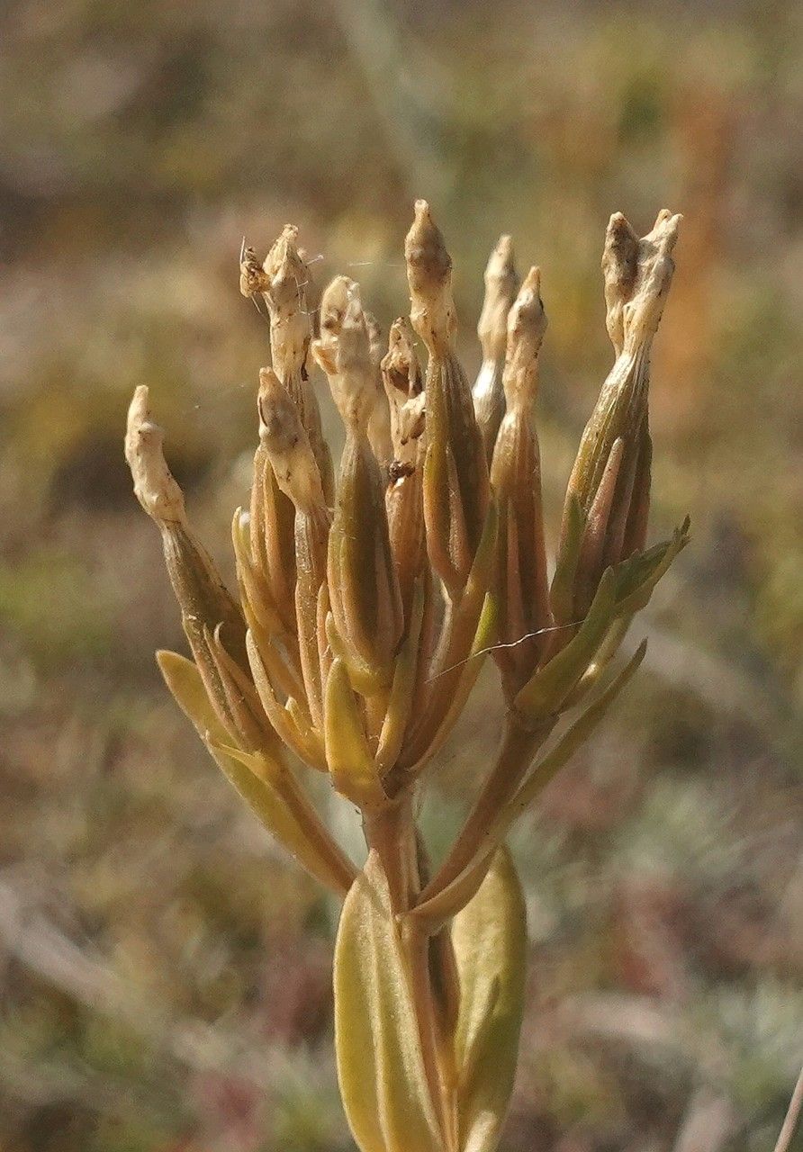 Centaurium erythraea fruit