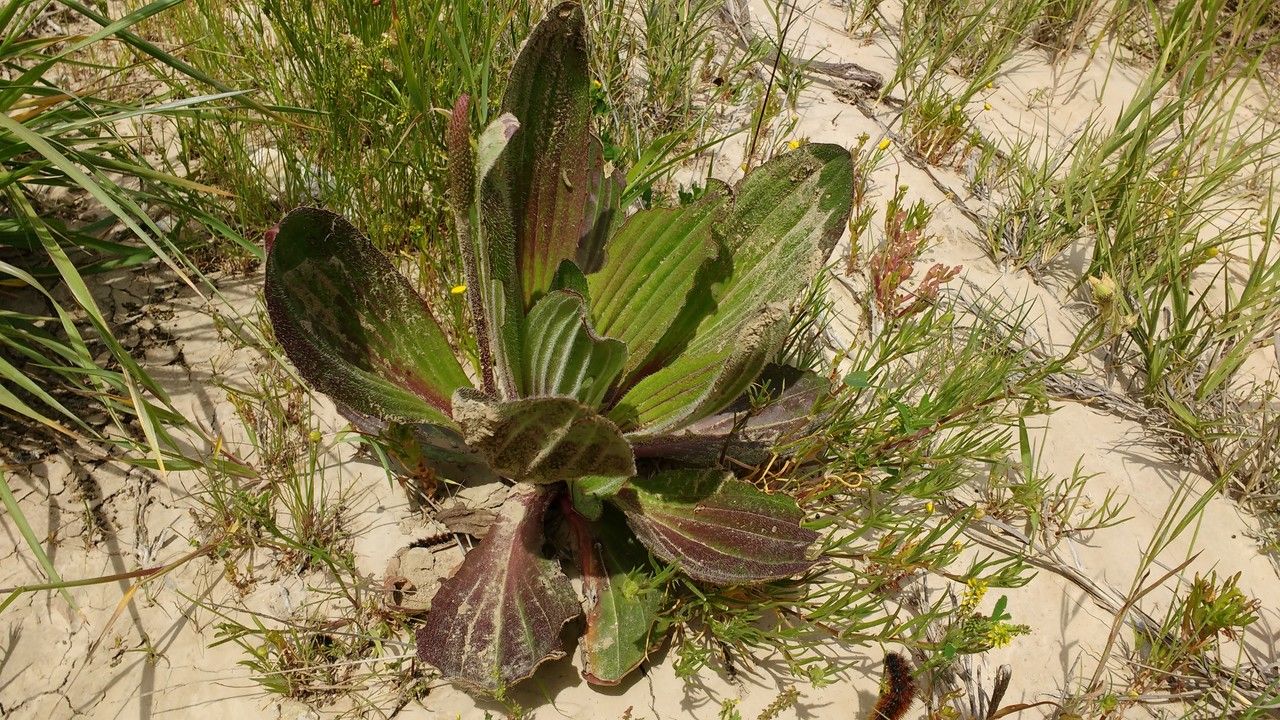 Plantago subnuda leaf