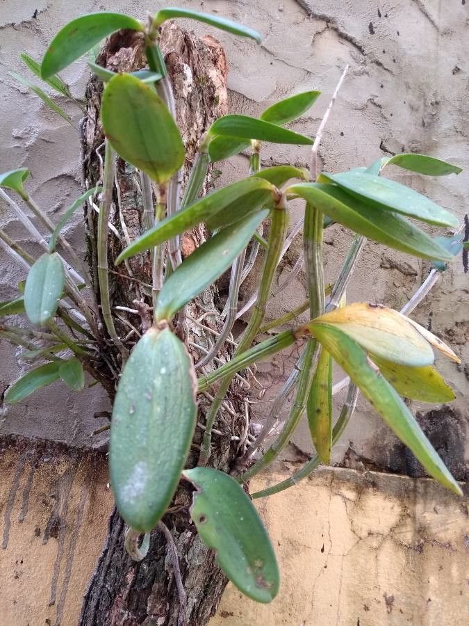 Cattleya intermedia leaf