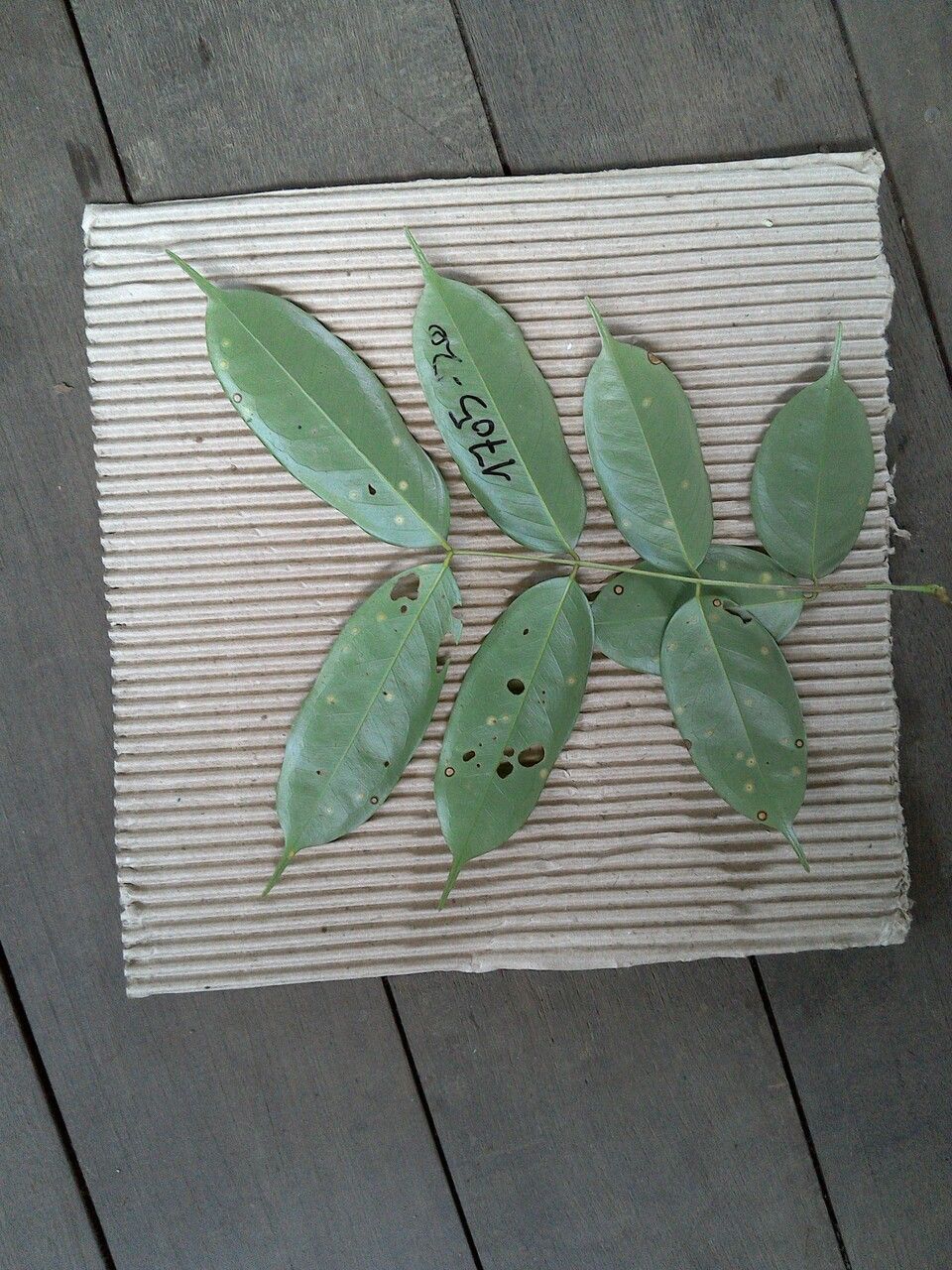 Swartzia polyphylla leaf