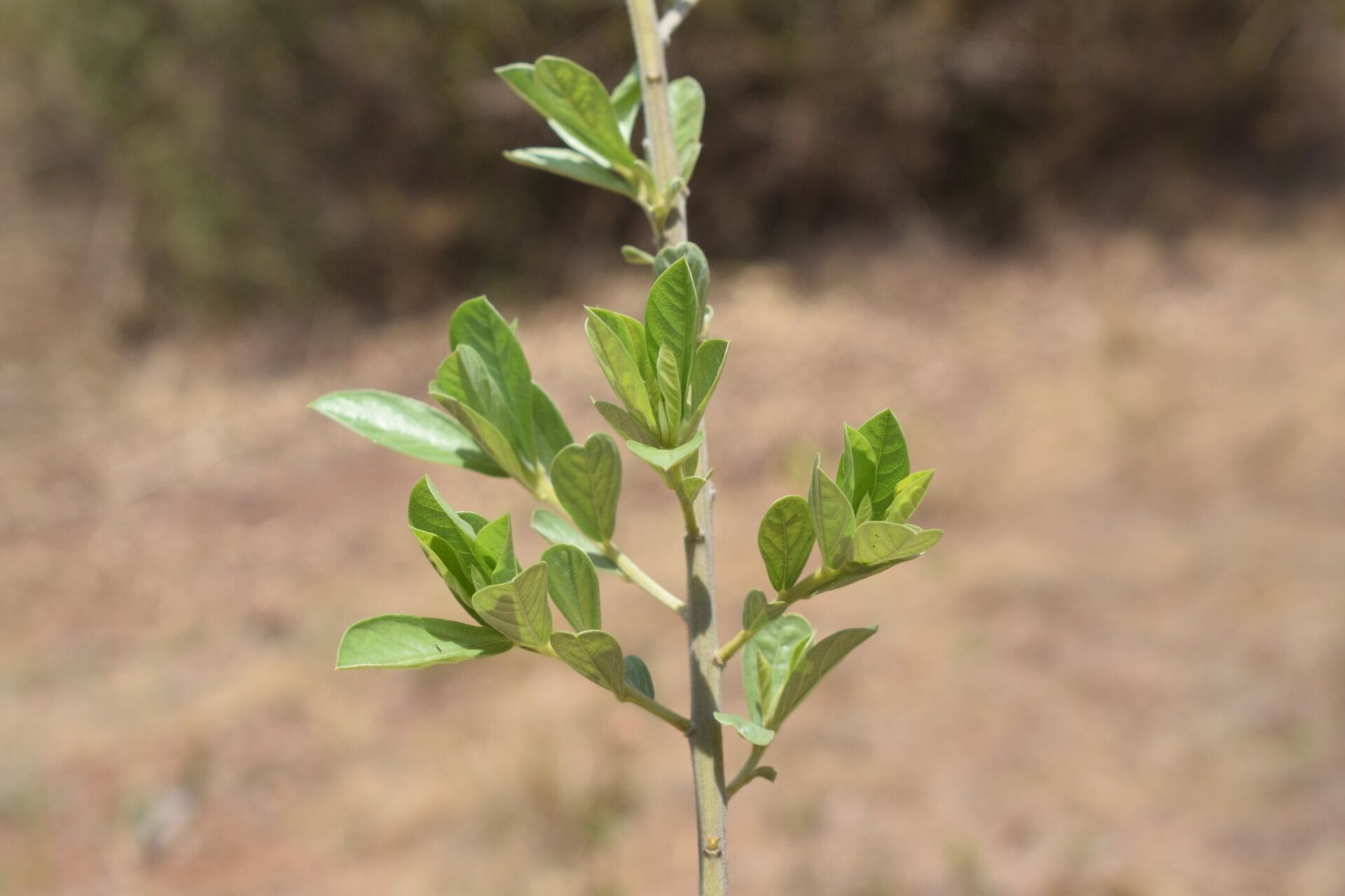 Crotalaria pulchra — houseplant care guide