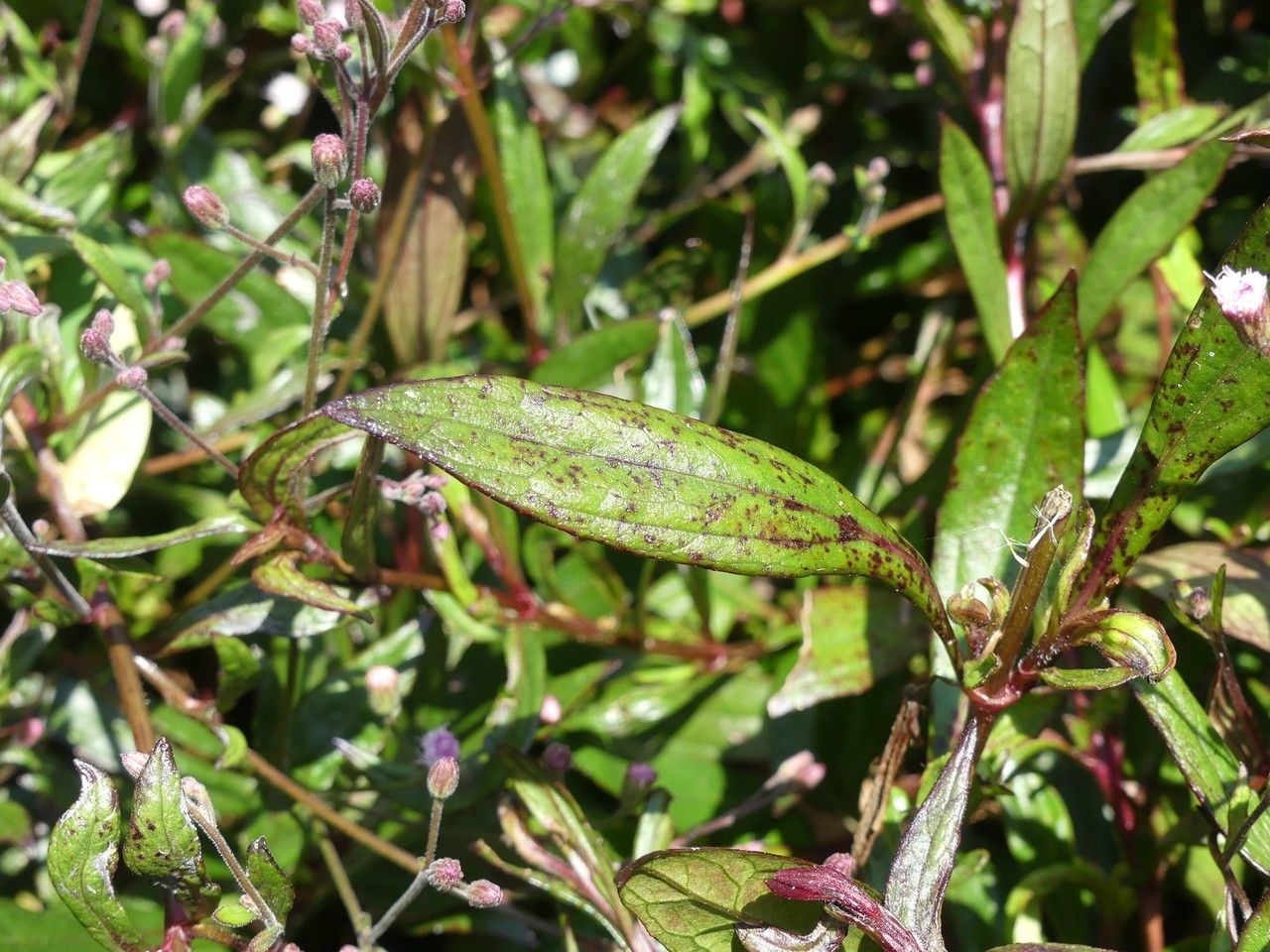 Ayapana triplinervis leaf